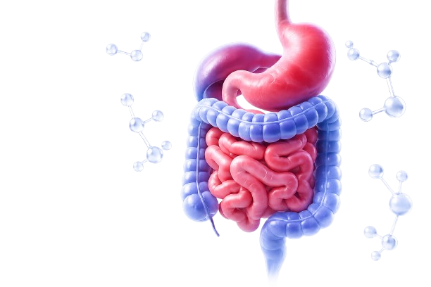 Gastrointestinal oncology medical illustration
